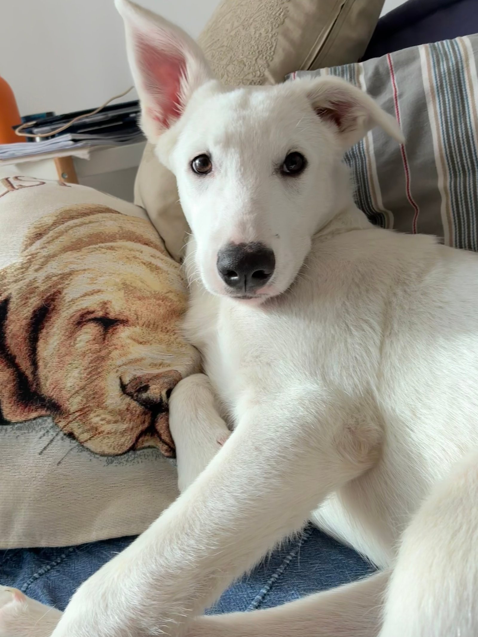 Ben — foto 3