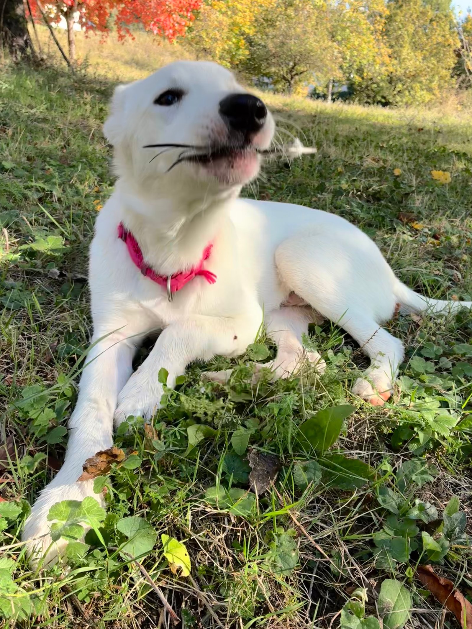 Ben — foto 1
